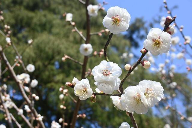 f:id:zenigame1:20260430203710j:image