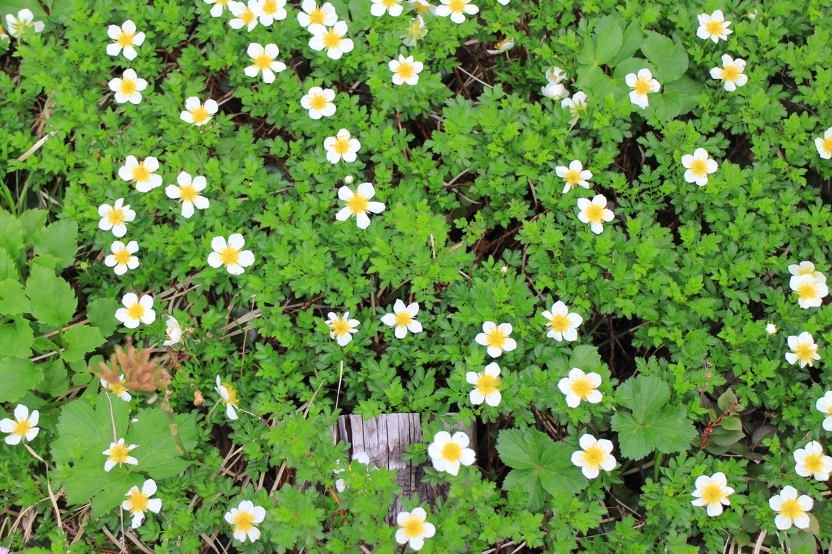 f:id:zenikawaonsen:20200709202706j:plain f:id:zenikawaonsen:20200709202706j:plain