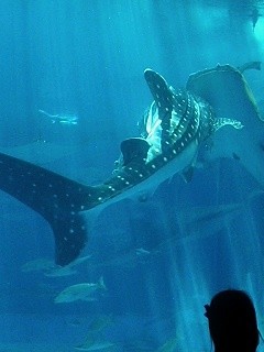 f:id:zenit-joker:20051012100950j:image f:id:zenit-joker:20051012100950j:image