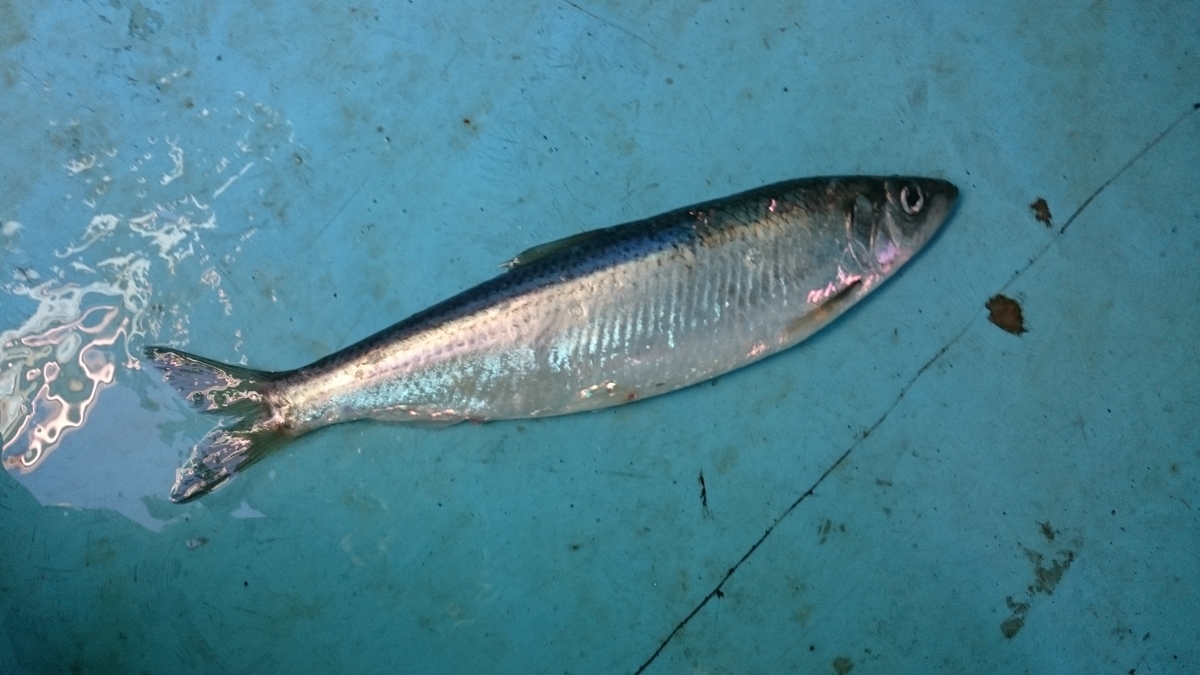 f:id:zenkaioyaji:20190415061709j:plain f:id:zenkaioyaji:20190415061709j:plain