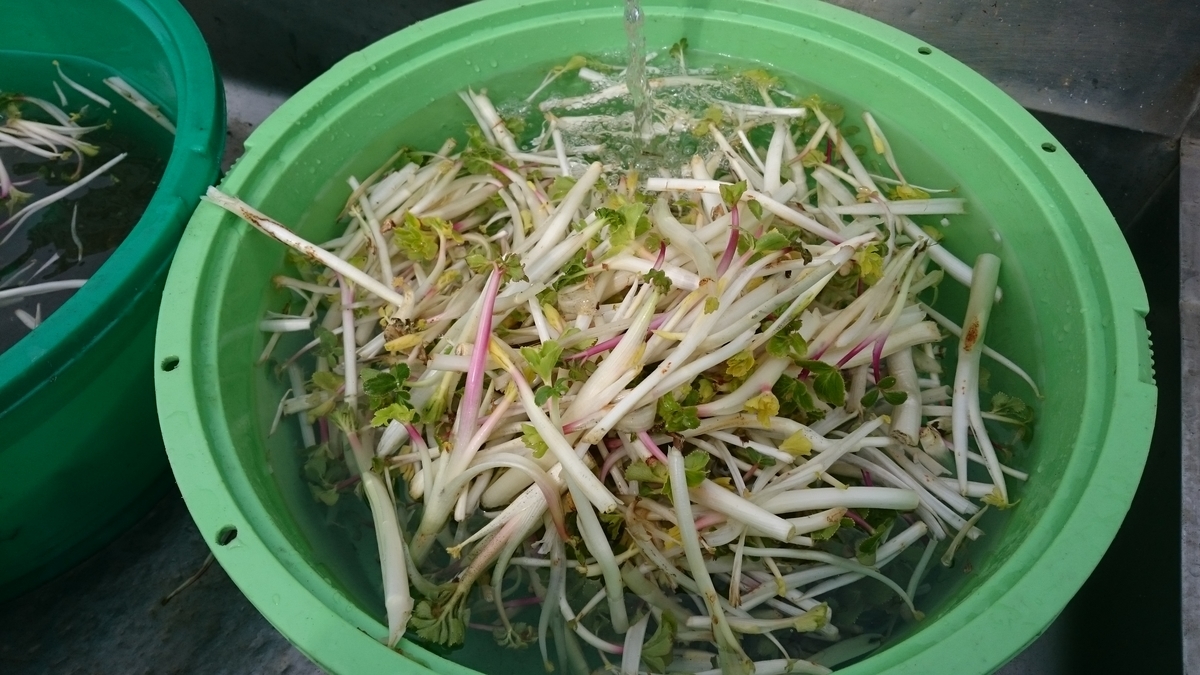 f:id:zenkaioyaji:20190517050252j:plain f:id:zenkaioyaji:20190517050252j:plain