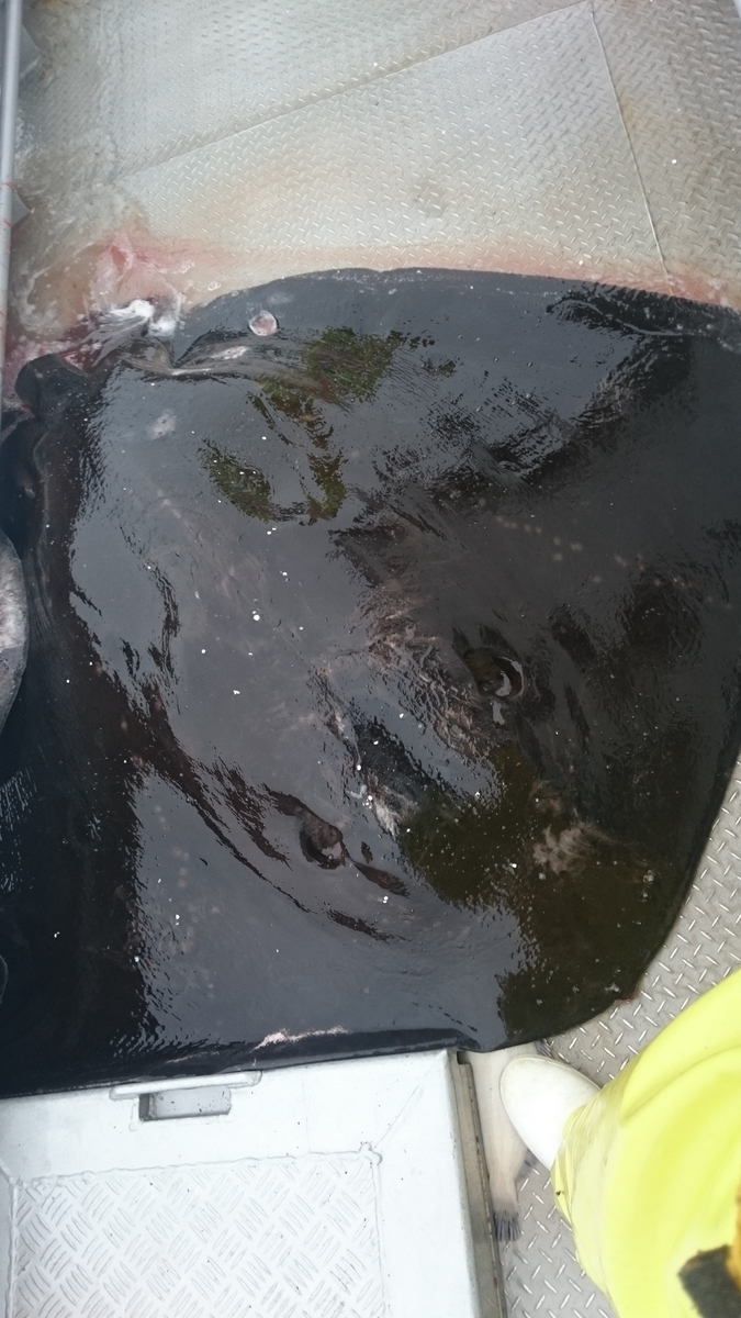 f:id:zenkaioyaji:20190829141624j:plain f:id:zenkaioyaji:20190829141624j:plain