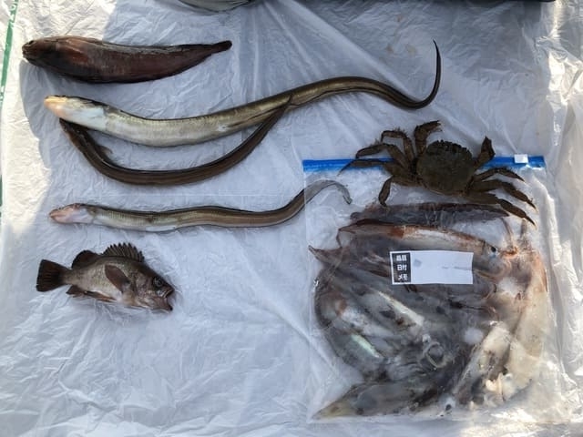 おすすめ】岩手県 山田漁港で海釣り｜釣れる魚の種類と釣果 - 荒