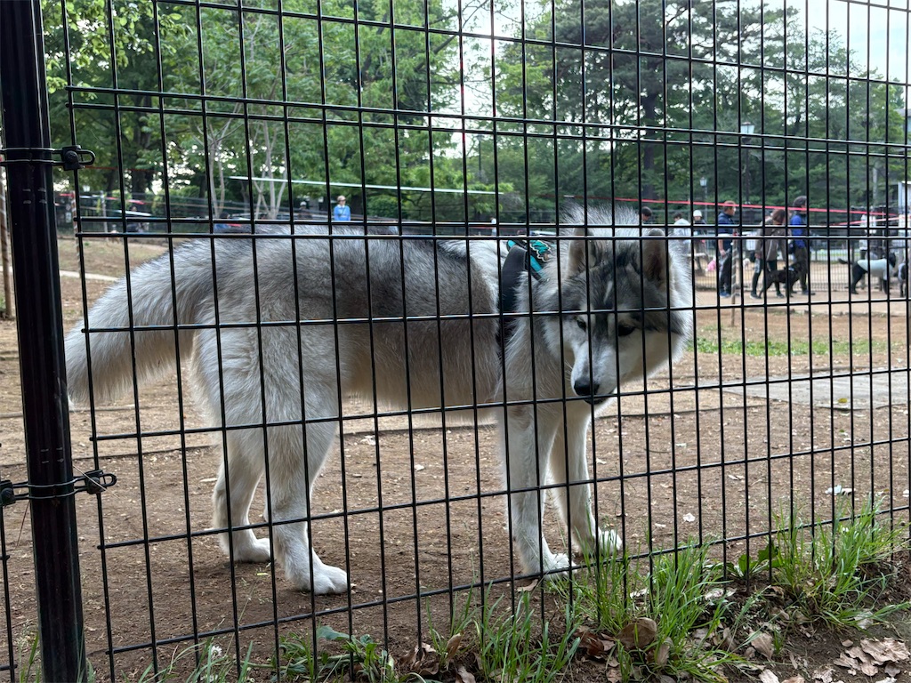 f:id:zenryokusyounen:20250427173031j:image