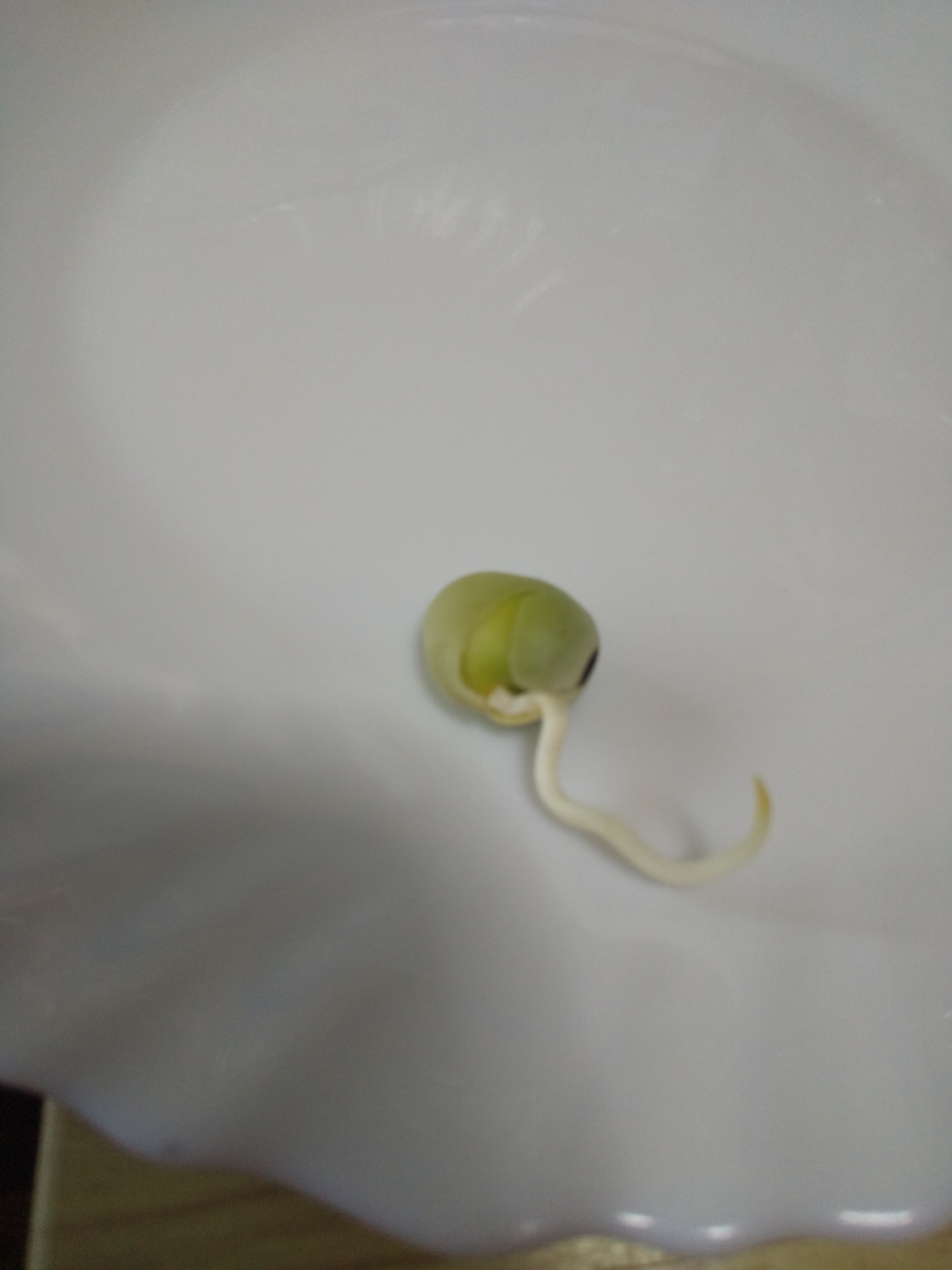 f:id:zenzai014:20210414222650j:plain