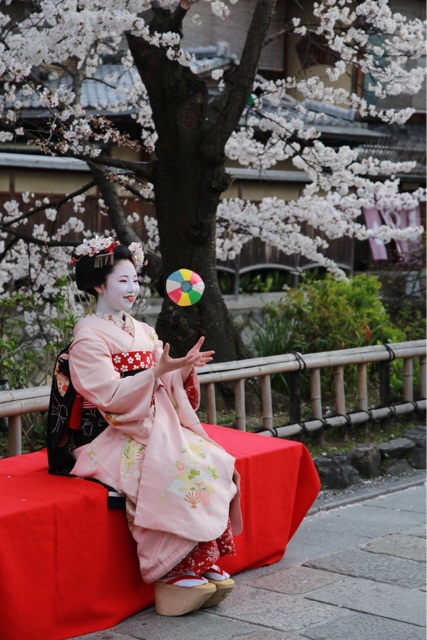 京都祇園白川・桜の下の芸舞妓さん撮影会 - ROCK CD & DVD BUYER'S