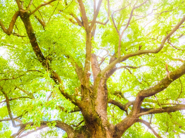 f:id:zero-forest:20170907130325j:plain