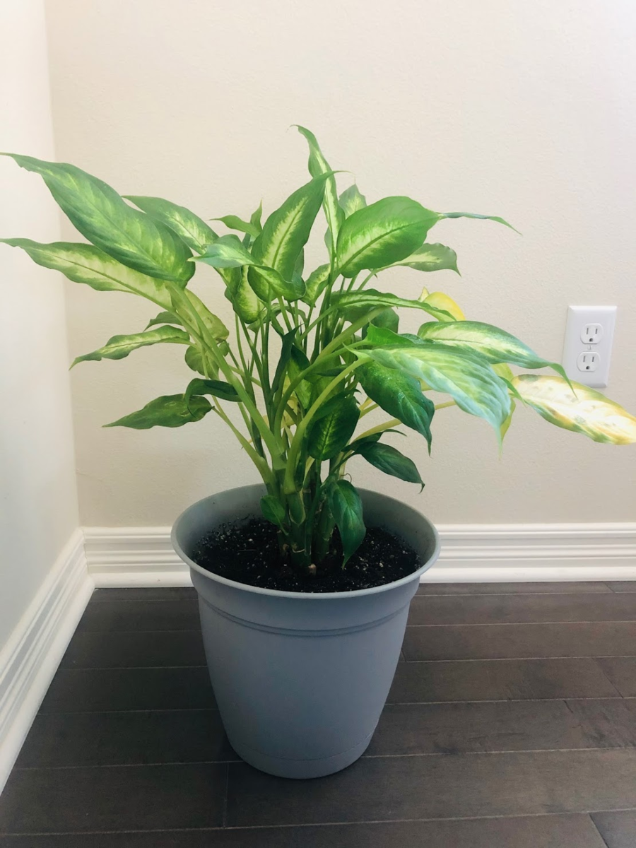 観葉植物を買いました＠テメキュラ、CA - トムの愉快なアメリカンライフ
