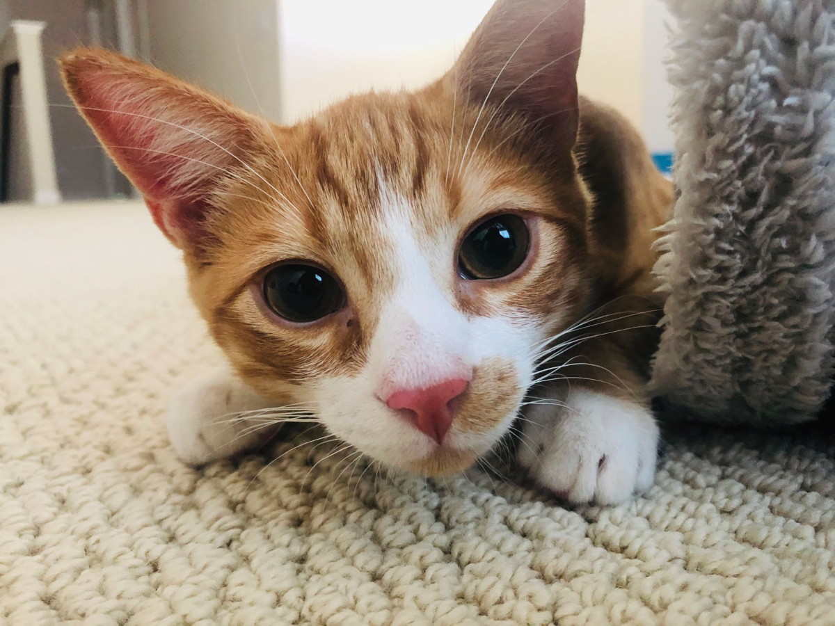 f:id:zeroichiseroli:20200814015055p:plain