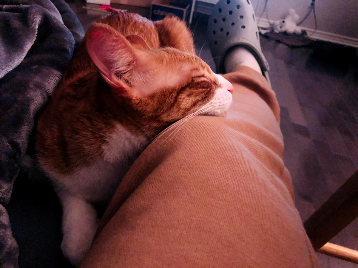 f:id:zeroichiseroli:20210108045119p:plain