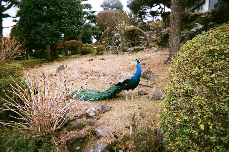 f:id:zerokkuma1:20170402225551j:plain f:id:zerokkuma1:20170402225551j:plain