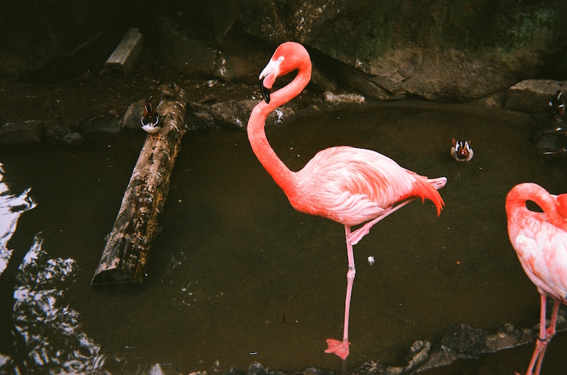 f:id:zerokkuma1:20170402225952j:plain f:id:zerokkuma1:20170402225952j:plain