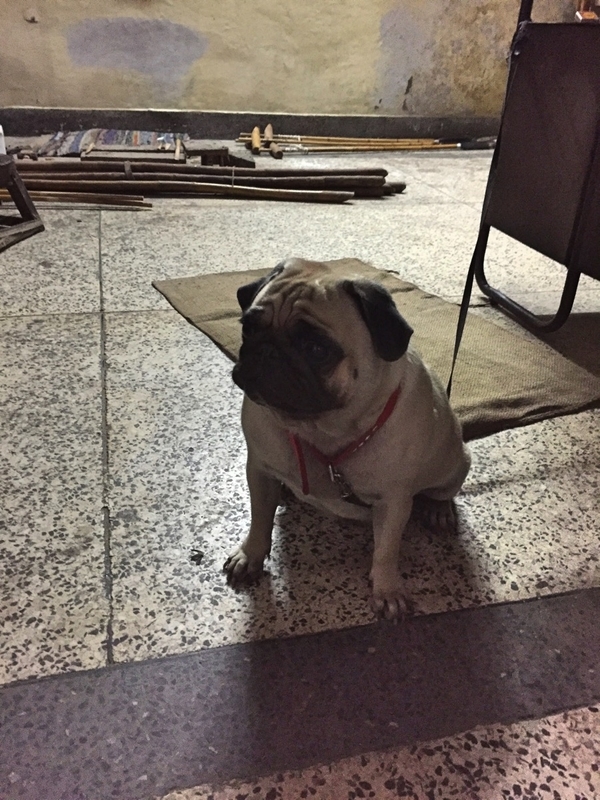 tonnypug.jpg Tonnypug