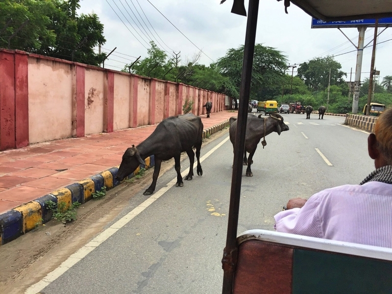 indiacow.jpg Indiacow