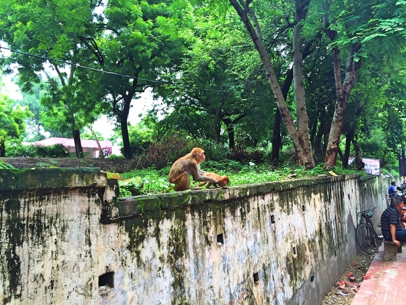 indiamonkey.jpg Indiamonkey