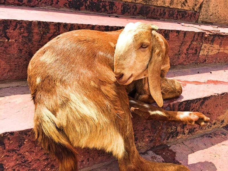 sikri2.jpg Sikri2