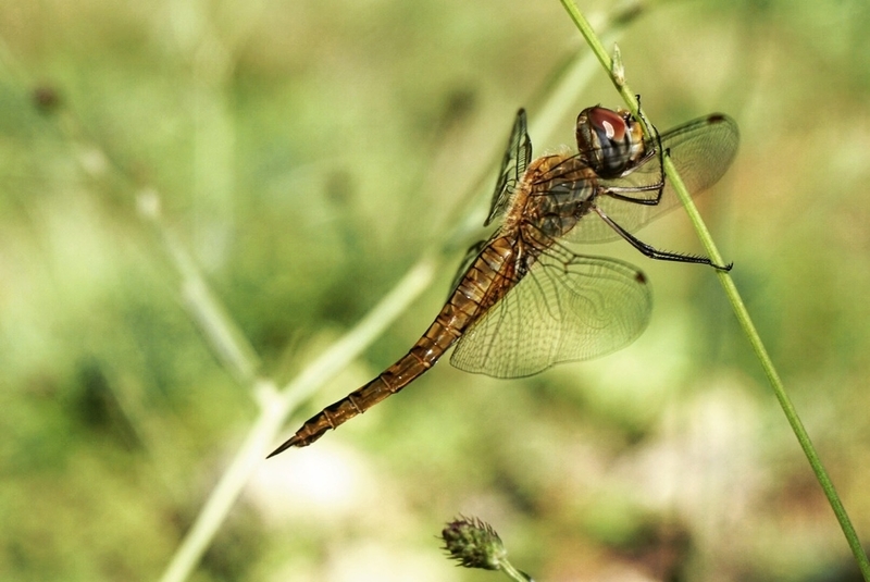 rokkodragonfly.jpeg Rokkodragonfly