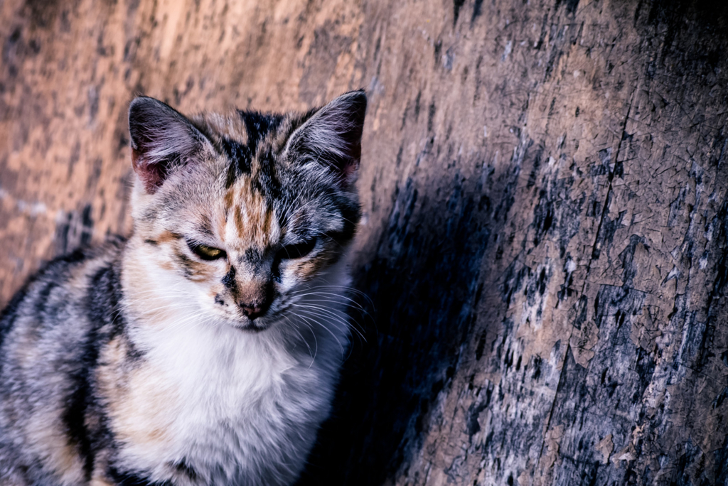 f:id:zettaigoukaku-swpsw:20161218161424j:plain f:id:zettaigoukaku-swpsw:20161218161424j:plain