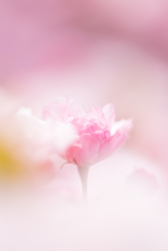 f:id:zettaigoukaku-swpsw:20170225203130j:plain f:id:zettaigoukaku-swpsw:20170225203130j:plain