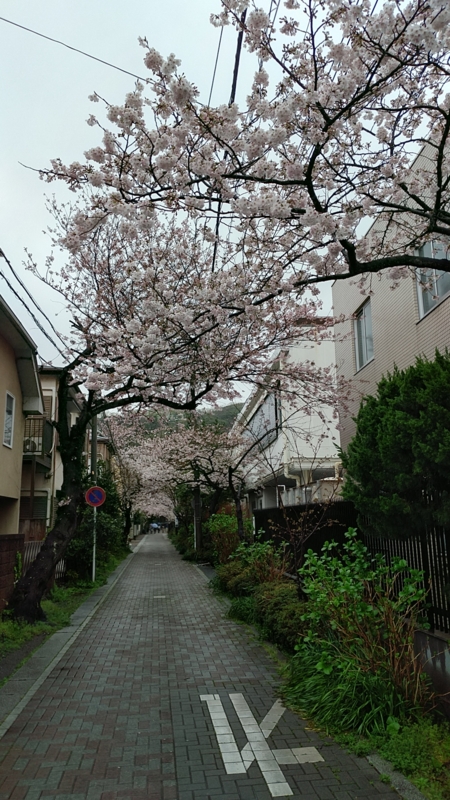 f:id:zettaigoukaku-swpsw:20170408122303j:plain