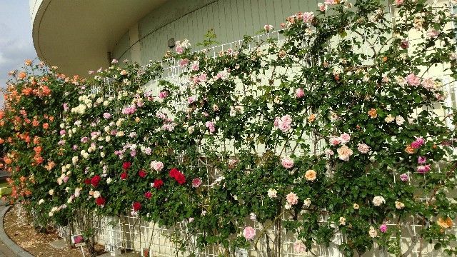 f:id:zettaigoukaku-swpsw:20190518171504j:plain