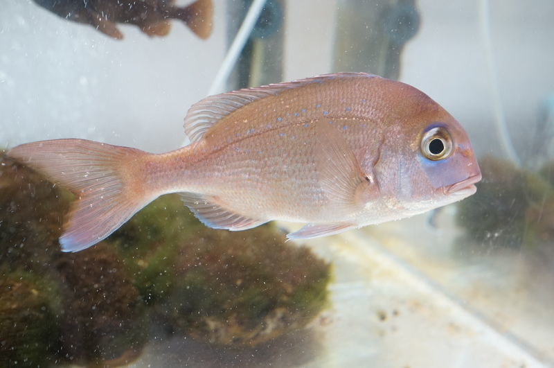 f:id:zettaigoukaku-swpsw:20190623143436j:plain f:id:zettaigoukaku-swpsw:20190623143436j:plain