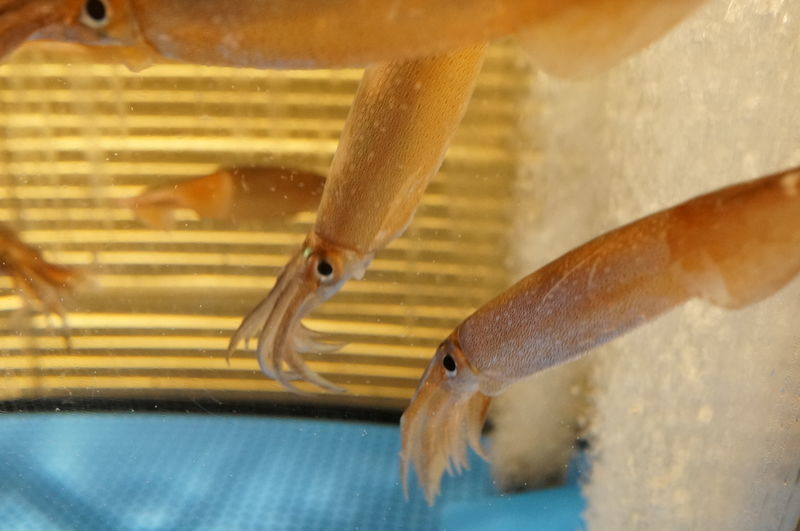 f:id:zettaigoukaku-swpsw:20190623143703j:plain f:id:zettaigoukaku-swpsw:20190623143703j:plain