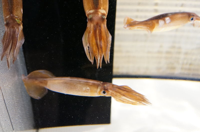 f:id:zettaigoukaku-swpsw:20190623143707j:plain f:id:zettaigoukaku-swpsw:20190623143707j:plain