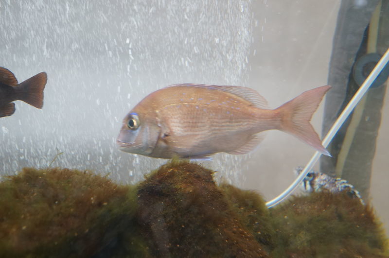 f:id:zettaigoukaku-swpsw:20190623143712j:plain f:id:zettaigoukaku-swpsw:20190623143712j:plain