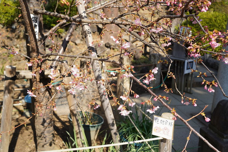 f:id:zettaigoukaku-swpsw:20200208140546j:plain