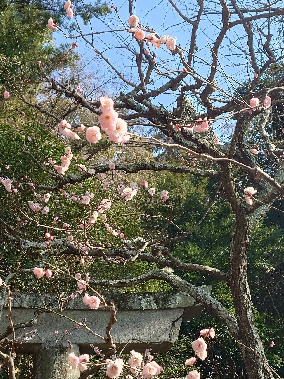 f:id:zettaigoukaku-swpsw:20260206162732j:image