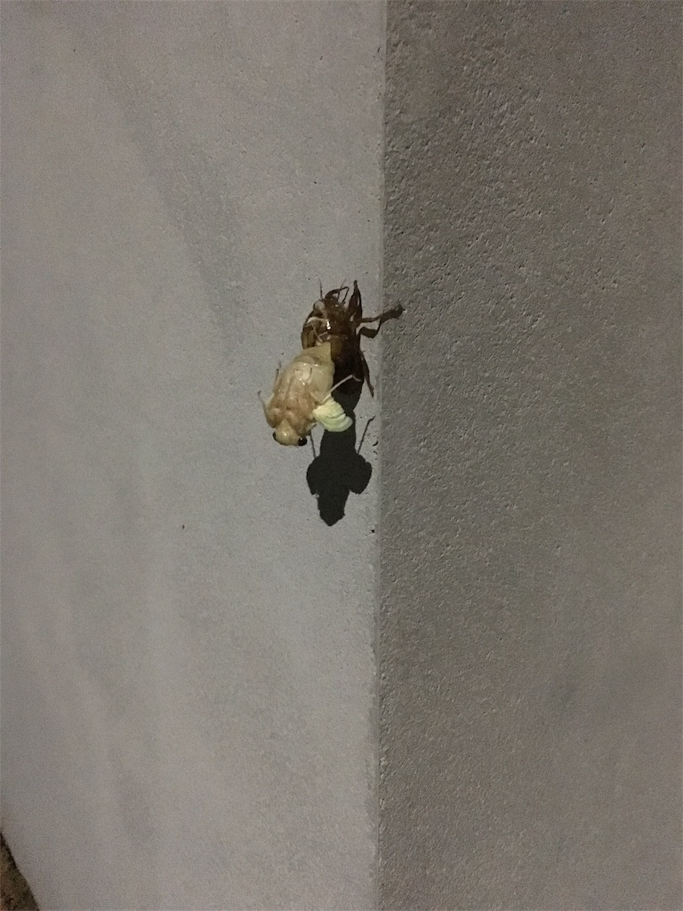 f:id:zetubow:20180718103843j:image