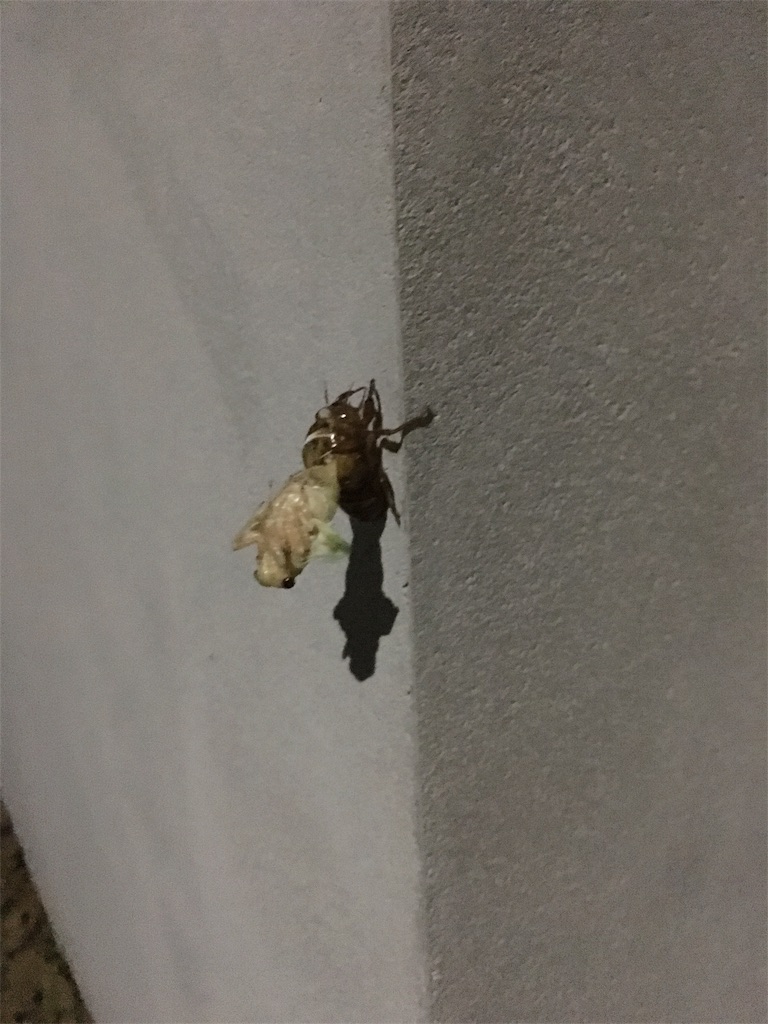 f:id:zetubow:20180718103850j:image