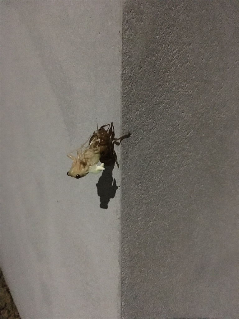 f:id:zetubow:20180718103858j:image