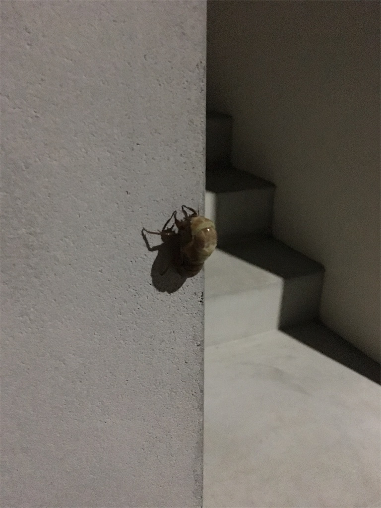 f:id:zetubow:20180718103912j:image