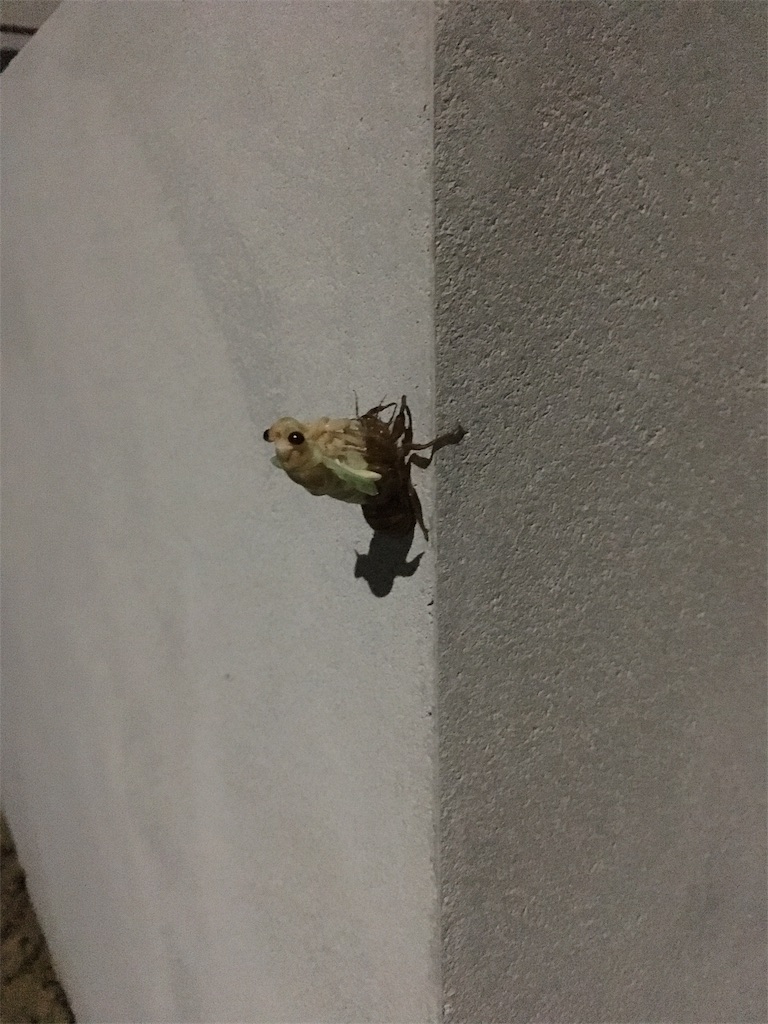 f:id:zetubow:20180718104215j:image