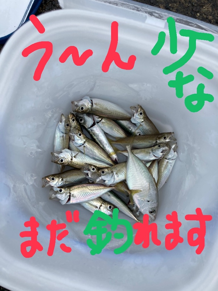 釣り 雨の静岡市駿河区の用宗漁港 アジはまだまだ健在 早く大きくなって頂戴っ 笑 スプリングの運転日誌 釣り 雨の静岡市駿河区の用宗漁港 アジはまだまだ健在 早く大きくなって頂戴っ 笑 スプリングの運転日誌