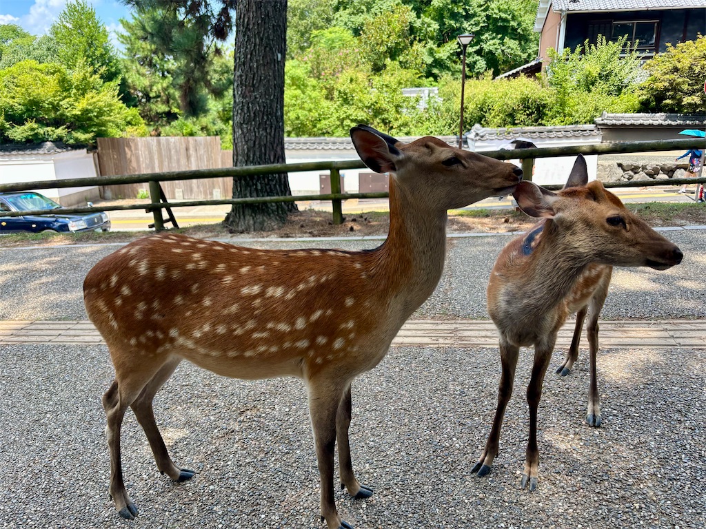 f:id:zfinchyan:20250818114713j:image f:id:zfinchyan:20250818114713j:image