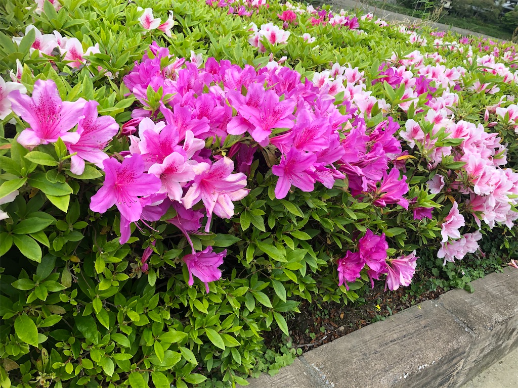f:id:zfinehealth:20200419233949j:image f:id:zfinehealth:20200419233949j:image