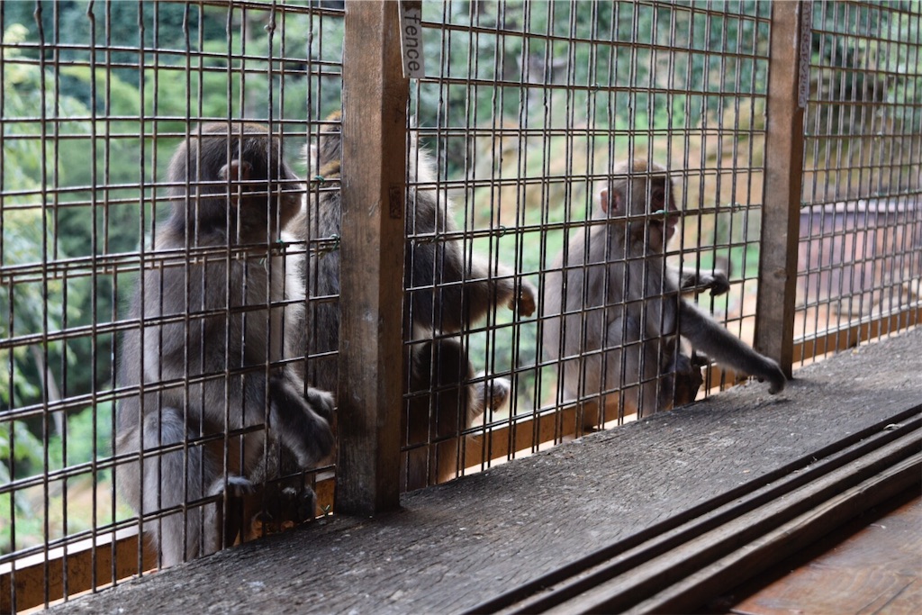 f:id:zhenmei_mei:20191027222549j:image
