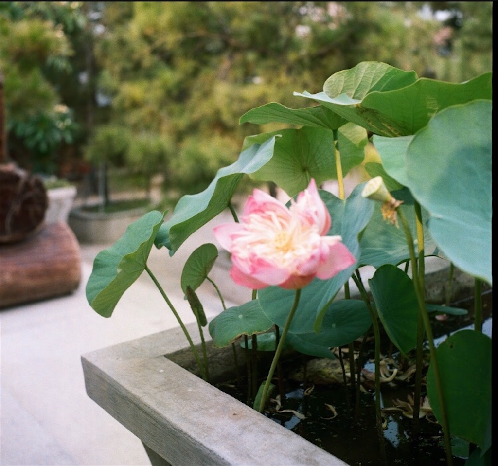f:id:zhenmei_mei:20200112040605j:image f:id:zhenmei_mei:20200112040605j:image