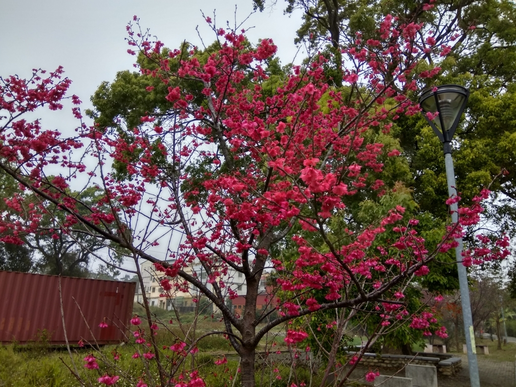 f:id:zhizuchangle:20180213000645j:plain