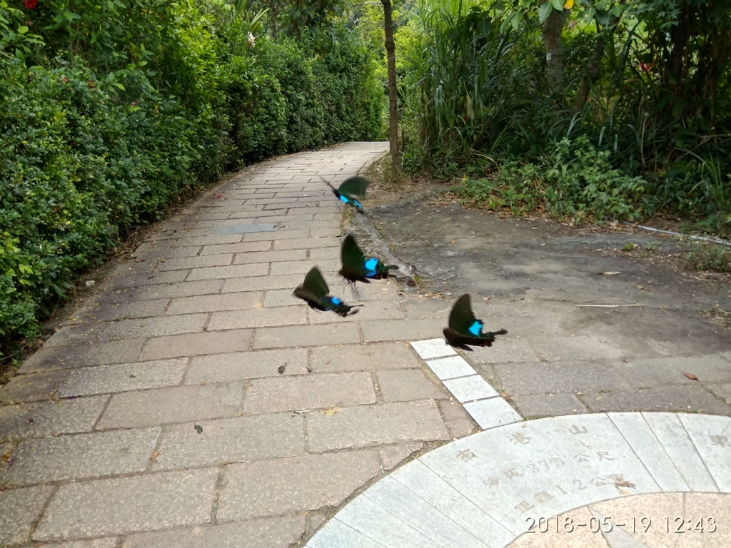 f:id:zhizuchangle:20180521233443j:plain