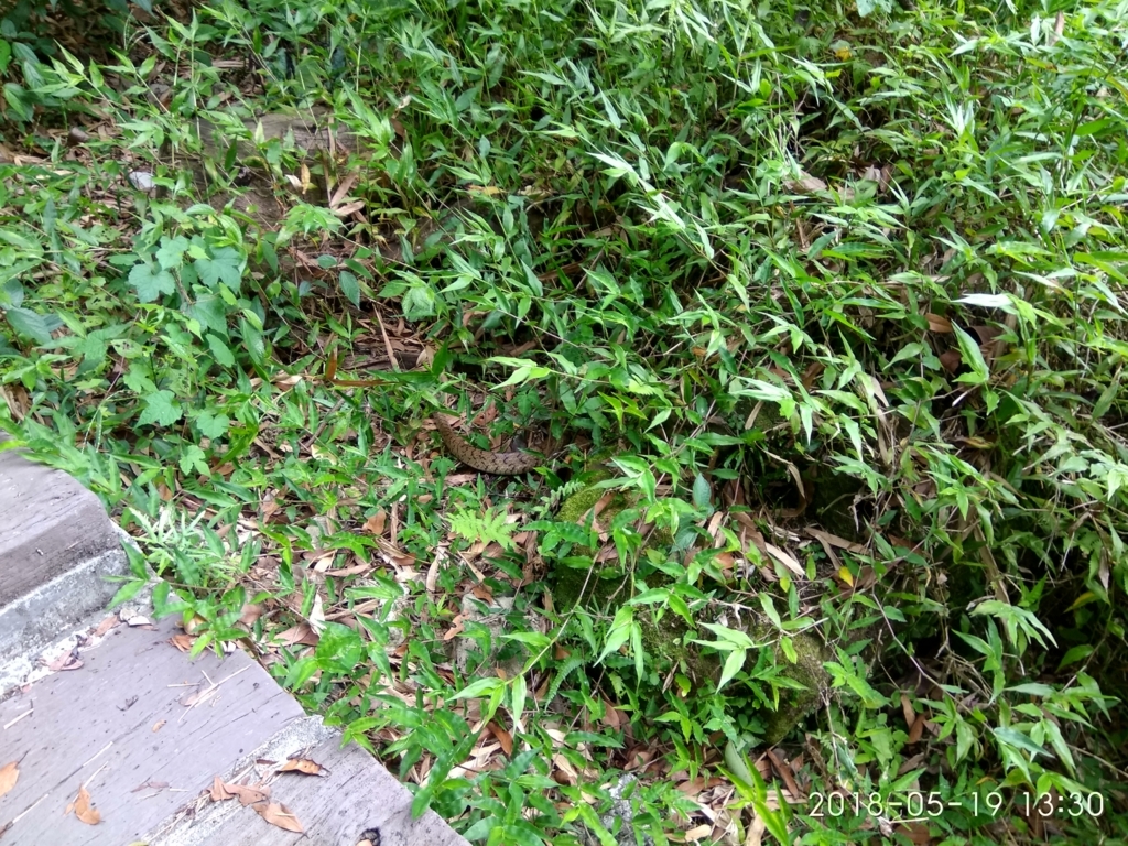 f:id:zhizuchangle:20180522080355j:plain