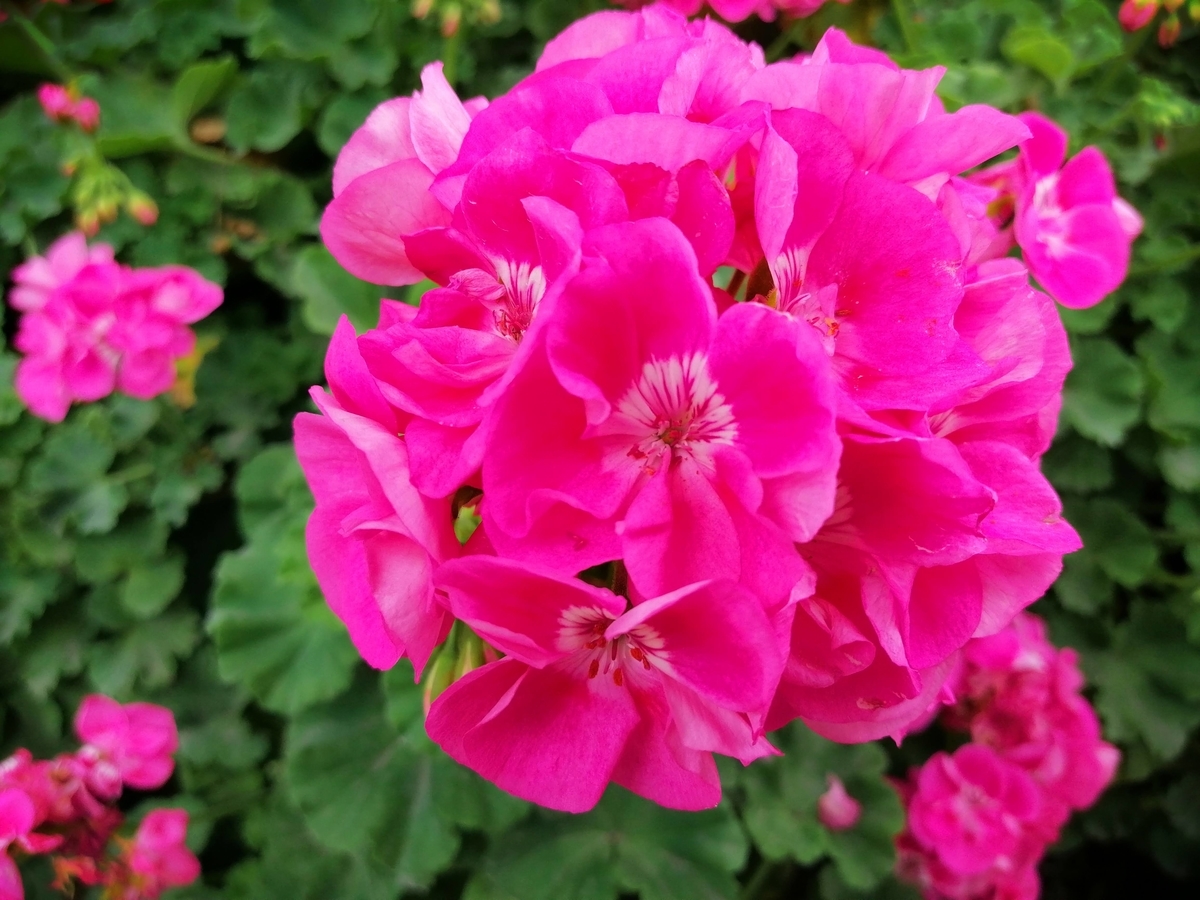 f:id:zhizuchangle:20200718191140j:plain f:id:zhizuchangle:20200718191140j:plain
