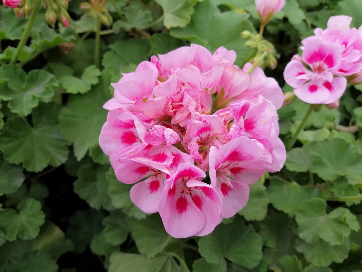 f:id:zhizuchangle:20200718191147j:plain f:id:zhizuchangle:20200718191147j:plain
