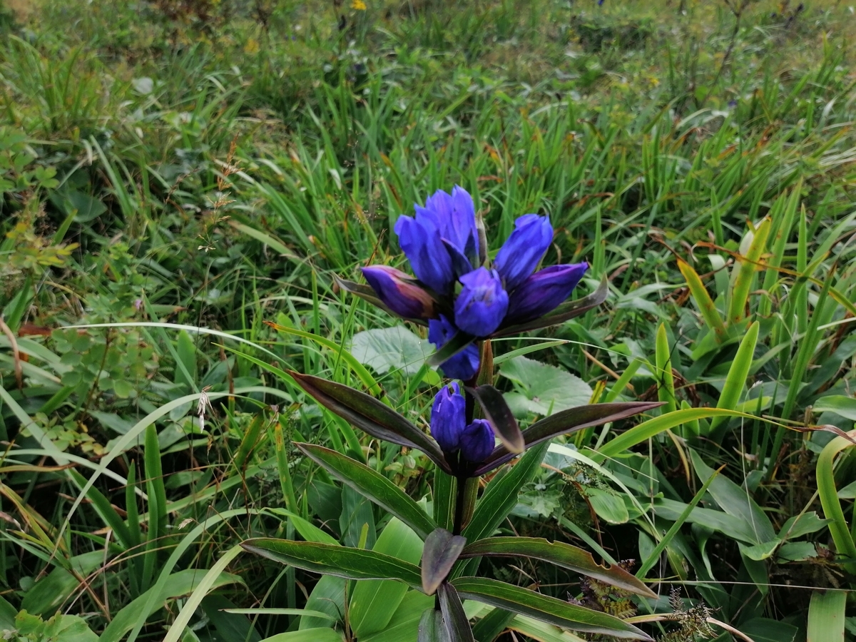 f:id:zhizuchangle:20200912183402j:plain f:id:zhizuchangle:20200912183402j:plain