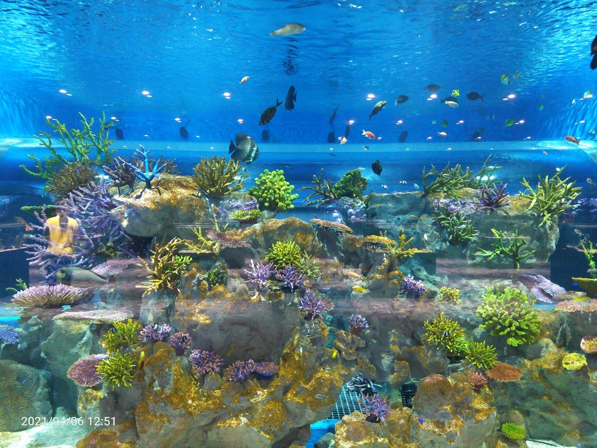 アジアアロワナとは 動植物の人気 最新記事を集めました はてな