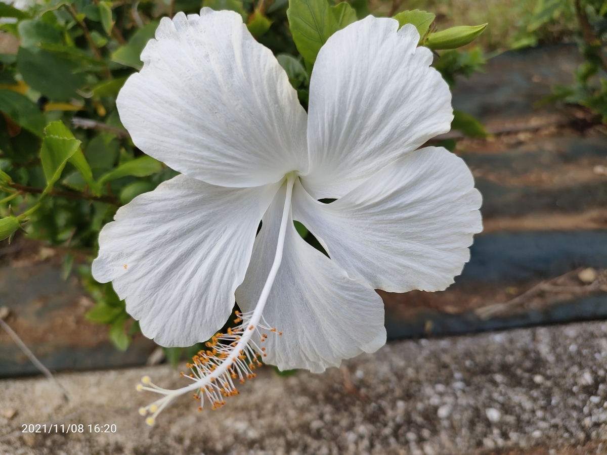 f:id:zhizuchangle:20211114092553j:plain