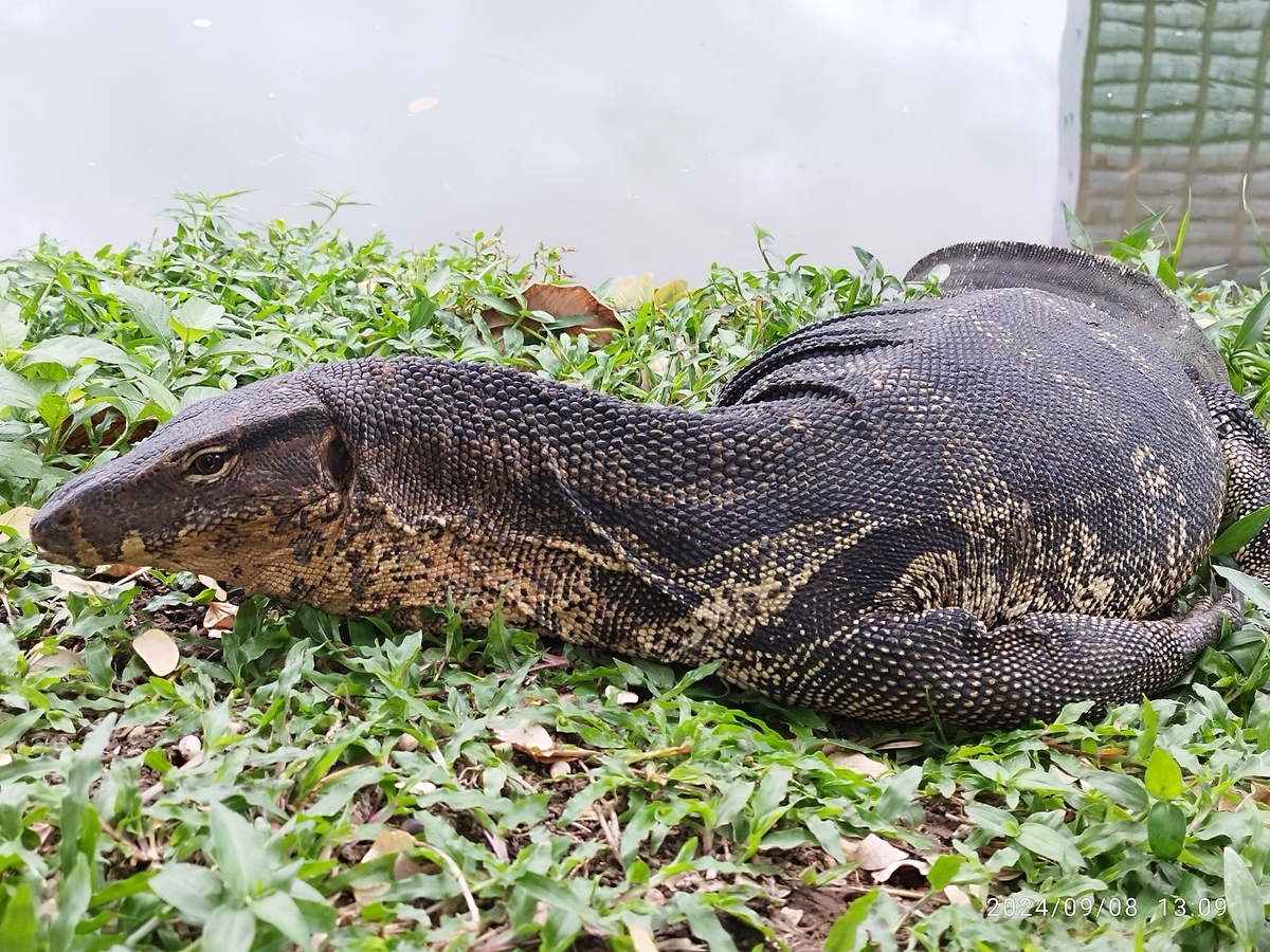 トカゲ DULTON ONLINE SHOP | LIZARD HOOK A.BLACK(ANTIQUE BLACK): ツール & DIY